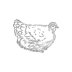 vector drawing sketch of domestic chicken, hand drawn bird, isolated nature design element