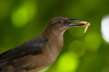 Fototapeta premium Female Great tailed grackle is eating a food on a tree.