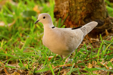 Peaceful bird collared dove is standing on the ground in grass.