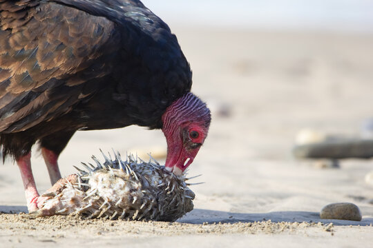 Turkey Vulture Is Eating A Dead Baloonfish On The Beach Of The Sea.