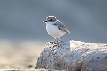 Little bird Snowy plover is sitting on the rock of the beach.