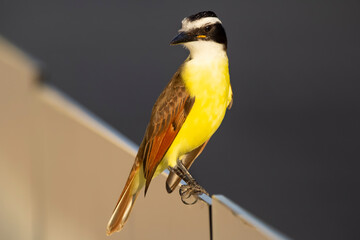Colorful tropical bird Great kiskadee is perched on a fence.