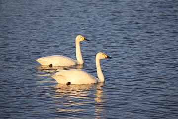 Obraz premium swans on the lake