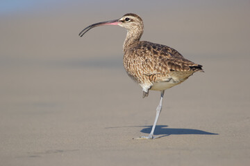 Whimbrel with curved beak walking on the sand in the ocean beach.