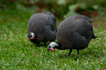 Two birds of Helmeted guineafowl are foraging in the grass together.