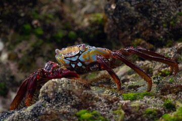 Vibrant Sally lightfoot crab is on the rocks with moss on the beach.