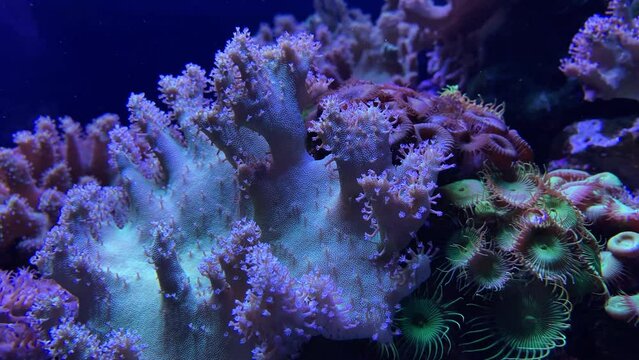 aquarium coral fish jellyfish swimming in aquarium colorful scene with lights i colors dynamic image