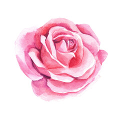 Rose on a white background. Pink color. Watercolor illustration. Making postcards.