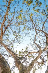 Coração da natureza