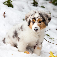 Austalian Shepherd puppy in snow