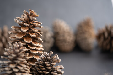 cono de pino seco con fondo desenfocado de m&aacute;s conos