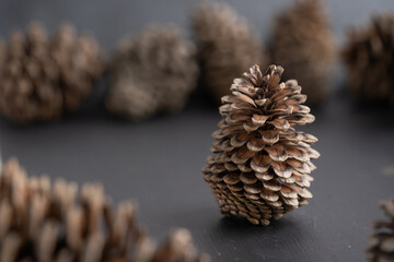 cono de pino seco con fondo desenfocado de m&aacute;s conos
