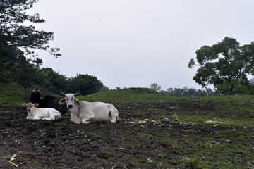 vacas
