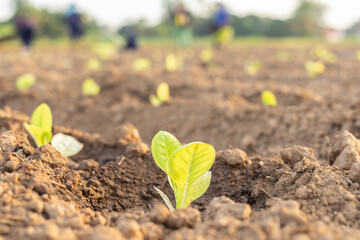 Thai agriculturist planting the young of green tobacco in the field at northern of Thailand..