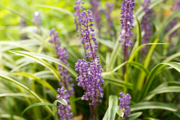 Liriope Muscari Plant. Lily Turf Flowers.