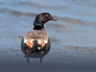 A male Paradise Shelduck (Tadorna variegata)stands looking to its right with water as background