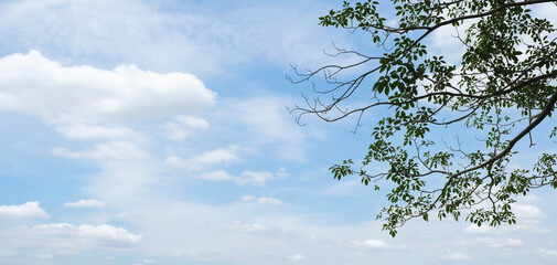 Branch and leave of the tree against the bright blue sky on a sunny day. Natural banner background with copy space.