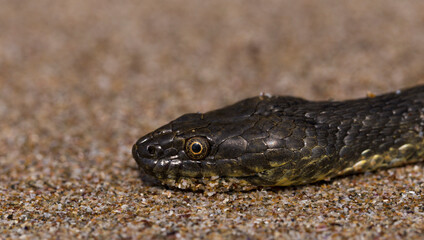 Natrix tessellata. The dice snake is a European non venomous snake belonging to the family Colubridae, subfamily Natricinae. The reptile lives on the sandy beach of the Black Sea.