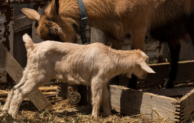 Fototapeta premium Alpine Goat Dairy Animal. Motherhood, the relationship between a mother and a newborn baby goat.