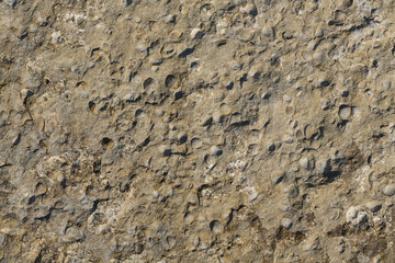 A stone from sedimentary rock with fossil Mollusks. Cockle (bivalve)  in the family Cardiidae.