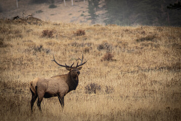 Naklejka na ściany i meble elk in park national park
