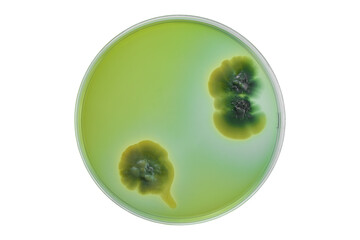 Petri dish or culture media with bacteria on white background with clipping, Test various germs, virus, Coronavirus, COVID-19, Microbial population count, Food science.
