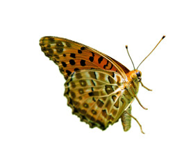 꽃을 찾아 날으는 귀여운 호랑나비