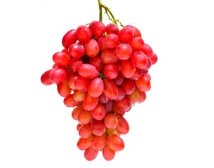 Big bunch of sweet red grapes with green grape leaves isolated on white background.