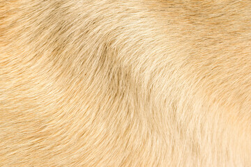 Brown fur texture close up abstract beautiful dog hair background