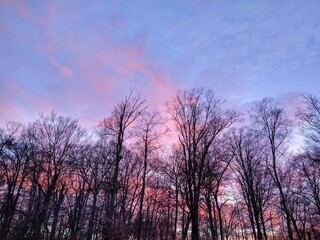 Obraz premium December Sunset Sky Behind Bare Trees