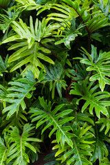 close up of fern leaves