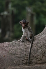 jack russell terrier