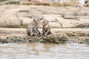 wild boar in the zoo