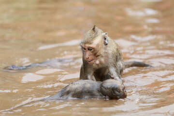 baby baboon in water
