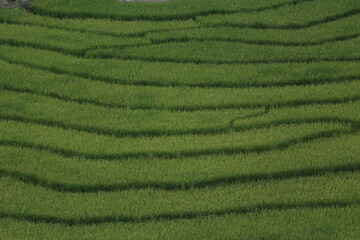 green rice field