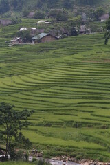 landscape with fields