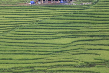 rice terraces
