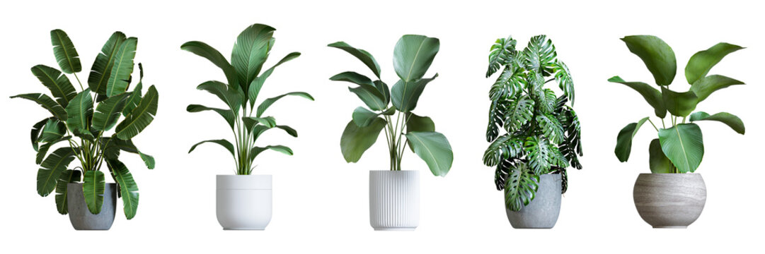 Plants in 3d rendering, Beautiful plant in 3d rendering isolated