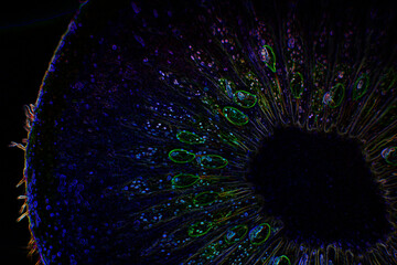 Obraz premium Kiwi fruit illustration with intense colors and black background. Abstract art.