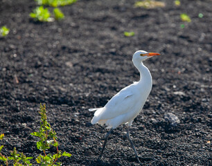 Canarian white heron (cattle egret, bubulcus ibis) standing on volcanic sand called 