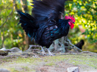 羽ばたく黒い鶏