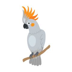 Cockatoo parrot. Bright tropical exotic bird cartoon vector illustration. Summer wildlife, Polynesian fauna isolated on white
