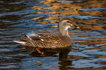Female mallard close-up (Anas platyrhynchos).
