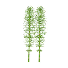Fototapeta premium Vector illustration, Horsetail or Equisetum, isolated on white background.