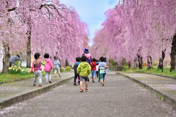 桜並木を散歩する子供達