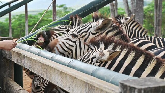Someone feeding grass to Zebra in wildlife conservation area. 