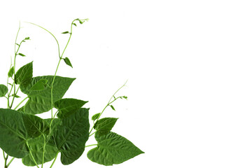 Vine with green leaves,  on a white background