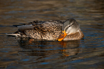 Female mallard close-up (Anas platyrhynchos).