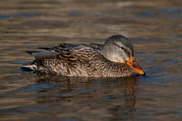 Female mallard close-up (Anas platyrhynchos).