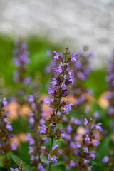Obraz premium Salvia officinalis flower growing in meadow, close up 